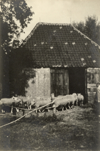 126032 Afbeelding van een kudde schapen bij de schaapskooi bij de boomgaard Hendrikhof (naast Lageweide 27) te Utrecht; ...